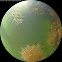 ./images/calvert/underwater/20260906/underwater20260906_084501M.jpg