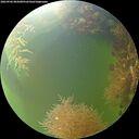 ./images/calvert/underwater/20260906/underwater20260906_085001M.jpg