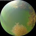 ./images/calvert/underwater/20260906/underwater20260906_090002M.jpg