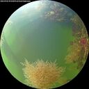 ./images/calvert/underwater/20260906/underwater20260906_091001M.jpg