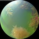 ./images/calvert/underwater/20260906/underwater20260906_091502M.jpg