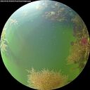 ./images/calvert/underwater/20260906/underwater20260906_092001M.jpg