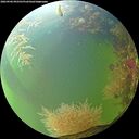 ./images/calvert/underwater/20260906/underwater20260906_092501M.jpg