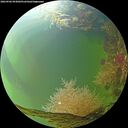 ./images/calvert/underwater/20260906/underwater20260906_093001M.jpg