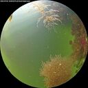 ./images/calvert/underwater/20260906/underwater20260906_100001M.jpg