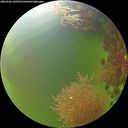 ./images/calvert/underwater/20260906/underwater20260906_100501M.jpg