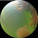 ./images/calvert/underwater/20260906/underwater20260906_101002M.jpg