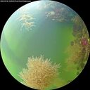 ./images/calvert/underwater/20260906/underwater20260906_105001M.jpg