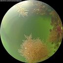 ./images/calvert/underwater/20260906/underwater20260906_112501M.jpg