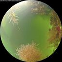 ./images/calvert/underwater/20260906/underwater20260906_114001M.jpg