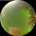 ./images/calvert/underwater/20260906/underwater20260906_115501M.jpg