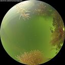./images/calvert/underwater/20260906/underwater20260906_120001M.jpg