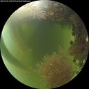 ./images/calvert/underwater/20260906/underwater20260906_165501M.jpg