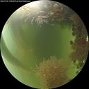 ./images/calvert/underwater/20260906/underwater20260906_170001M.jpg