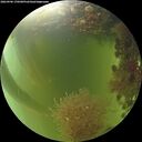 ./images/calvert/underwater/20260906/underwater20260906_170501M.jpg