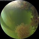 ./images/calvert/underwater/20260906/underwater20260906_173001M.jpg