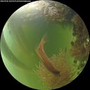 ./images/calvert/underwater/20260906/underwater20260906_182501M.jpg