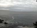 ./images/koeye/fitz-hugh/20140930/fitz-hugh20140930_071002.jpg