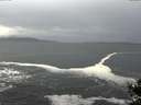 ./images/koeye/fitz-hugh/20141022/fitz-hugh20141022_130502.jpg