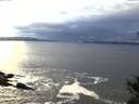 ./images/koeye/fitz-hugh/20141031/fitz-hugh20141031_164503.jpg