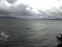 ./images/koeye/fitz-hugh/20141102/fitz-hugh20141102_080502.jpg