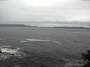 ./images/koeye/fitz-hugh/20141106/fitz-hugh20141106_092502.jpg