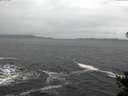 ./images/koeye/fitz-hugh/20141106/fitz-hugh20141106_094501.jpg