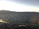 ./images/koeye/fitz-hugh/20151124/fitz-hugh20151124_122103.jpg