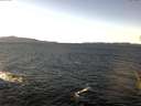 ./images/koeye/fitz-hugh/20151124/fitz-hugh20151124_122403.jpg