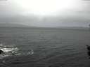 ./images/koeye/fitz-hugh/20160204/fitz-hugh20160204_085705.jpg