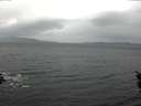 ./images/koeye/fitz-hugh/20160204/fitz-hugh20160204_092706.jpg
