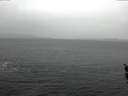 ./images/koeye/fitz-hugh/20160308/fitz-hugh20160308_122701.jpg