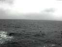 ./images/koeye/fitz-hugh/20160310/fitz-hugh20160310_121502.jpg