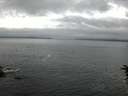./images/koeye/fitz-hugh/20160624/fitz-hugh20160624_050302.jpg