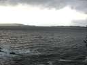 ./images/koeye/fitz-hugh/20161105/fitz-hugh20161105_140002.jpg