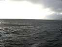 ./images/koeye/fitz-hugh/20161105/fitz-hugh20161105_160003.jpg