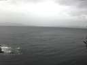 ./images/koeye/fitz-hugh/20161107/fitz-hugh20161107_080002.jpg