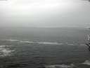 ./images/koeye/fitz-hugh/20161111/fitz-hugh20161111_100003.jpg