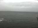 ./images/koeye/fitz-hugh/20161113/fitz-hugh20161113_100003.jpg