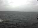 ./images/koeye/fitz-hugh/20161113/fitz-hugh20161113_122103.jpg