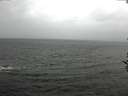 ./images/koeye/fitz-hugh/20161113/fitz-hugh20161113_122703.jpg