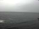 ./images/koeye/fitz-hugh/20161127/fitz-hugh20161127_121801.jpg