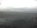 ./images/koeye/fitz-hugh/20161229/fitz-hugh20161229_121802.jpg