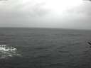 ./images/koeye/fitz-hugh/20170116/fitz-hugh20170116_155702.jpg