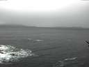 ./images/koeye/fitz-hugh/20170117/fitz-hugh20170117_142702.jpg