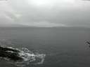 ./images/koeye/fitz-hugh/20170119/fitz-hugh20170119_135702.jpg
