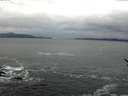 ./images/koeye/fitz-hugh/20170124/fitz-hugh20170124_085701.jpg