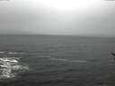 ./images/koeye/fitz-hugh/20170127/fitz-hugh20170127_105702.jpg