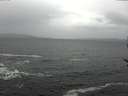 ./images/koeye/fitz-hugh/20170127/fitz-hugh20170127_112702.jpg