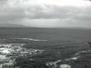 ./images/koeye/fitz-hugh/20170128/fitz-hugh20170128_112702.jpg